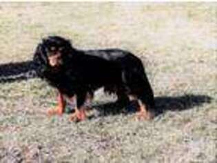 Cavalier King Charles Spaniel Puppy for sale in Graysville, TN, USA