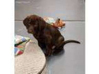 Labrador Retriever Puppy for sale in Huntsburg, OH, USA