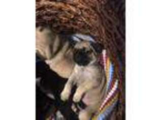 Pug Puppy for sale in Odell, NE, USA