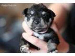 Mutt Puppy for sale in Kingman, KS, USA