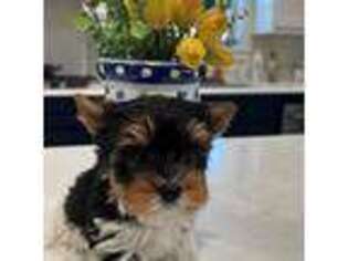 Biewer Terrier Puppy for sale in Paris, TX, USA