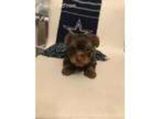 Yorkshire Terrier Puppy for sale in Lovejoy, GA, USA