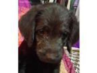 Labradoodle Puppy for sale in Beloit, WI, USA