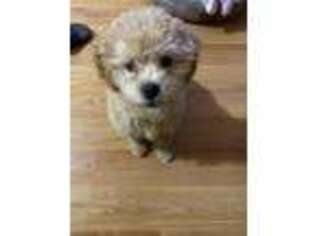 Shih-Poo Puppy for sale in Rego Park, NY, USA