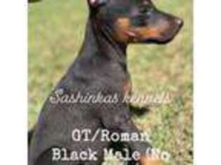 Doberman Pinscher Puppy for sale in Athens, AL, USA