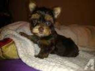 Yorkshire Terrier Puppy for sale in SAN ANTONIO, TX, USA