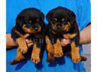 Rottweiler Puppy for sale in Pomona, CA, USA