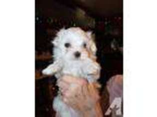 Maltese Puppy for sale in CHARLES TOWN, WV, USA