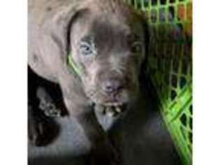 Cane Corso Puppy for sale in Hemet, CA, USA
