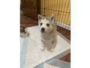 Siberian Husky Puppy for sale in White Plains, NY, USA