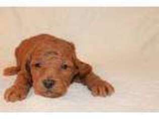 Goldendoodle Puppy for sale in Sweetwater, TN, USA