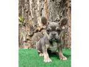 French Bulldog Puppy for sale in Manor, TX, USA