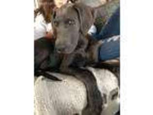 Great Dane Puppy for sale in Oxford, PA, USA
