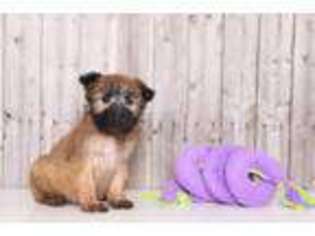 Medium Photo #1 Soft Coated Wheaten Terrier Puppy For Sale in Butler, OH, USA