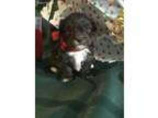 Havanese Puppy for sale in Mayslick, KY, USA