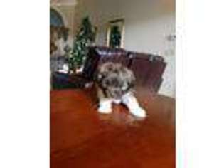 Havanese Puppy for sale in Richmond, KY, USA