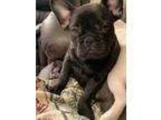 French Bulldog Puppy for sale in White City, OR, USA