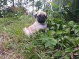 Pug Puppy for sale in Fremont, OH, USA