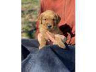 Golden Retriever Puppy for sale in Waco, TX, USA