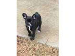 French Bulldog Puppy for sale in Forsyth, GA, USA