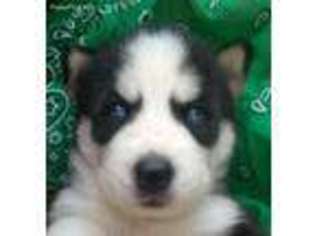 Siberian Husky Puppy for sale in New Stanton, PA, USA