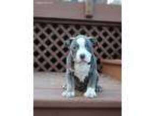 Mutt Puppy for sale in Laurens, SC, USA