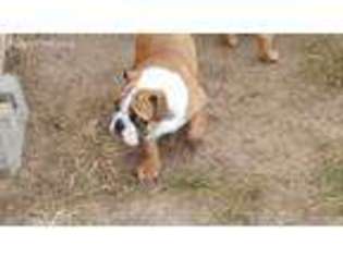 Bulldog Puppy for sale in El Dorado, KS, USA