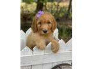 Goldendoodle Puppy for sale in Fort Worth, TX, USA