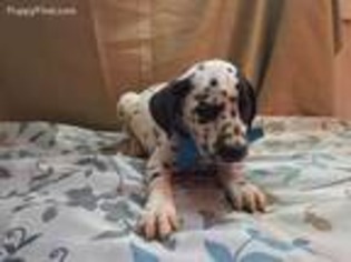 Dalmatian Puppy for sale in Narvon, PA, USA