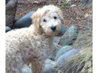 Labradoodle Puppy for sale in RENO, NV, USA