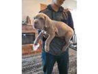 Neapolitan Mastiff Puppy for sale in San Bernardino, CA, USA