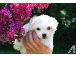Maltese Puppy for sale in KNOXVILLE, TN, USA