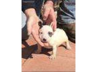 Bull Terrier Puppy for sale in Hot Springs, AR, USA