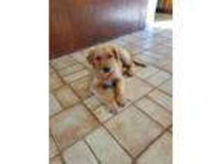 Golden Retriever Puppy for sale in ROXBURY, CT, USA