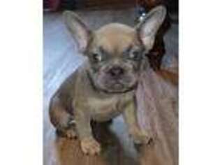French Bulldog Puppy for sale in Chester, VA, USA