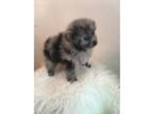 Pomeranian Puppy for sale in South Holland, IL, USA