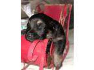 German Shepherd Dog Puppy for sale in Muskegon, MI, USA