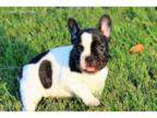 French Bulldog Puppy for sale in Smiths Grove, KY, USA