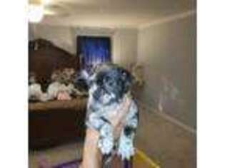 Mutt Puppy for sale in Lyerly, GA, USA