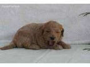 Goldendoodle Puppy for sale in Robinson, IL, USA
