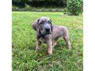 Great Dane Puppy for sale in Clarksville, TN, USA