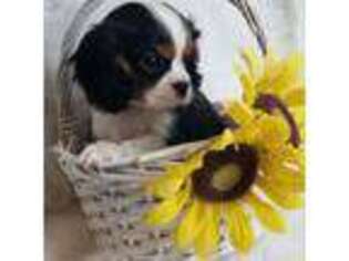 Cavalier King Charles Spaniel Puppy for sale in Holden, MO, USA