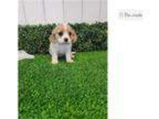 Cavalier King Charles Spaniel Puppy for sale in Fort Wayne, IN, USA