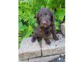 Labradoodle Puppy for sale in New Enterprise, PA, USA