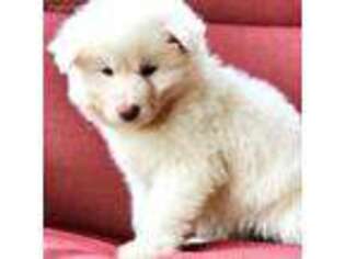 Siberian Husky Puppy for sale in Notasulga, AL, USA