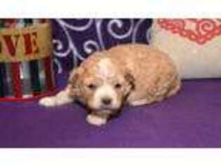 Cavapoo Puppy for sale in Kendallville, IN, USA