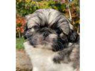 Pekingese Puppy for sale in Hustontown, PA, USA