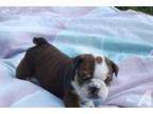 Bulldog Puppy for sale in BELLA VISTA, AR, USA