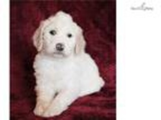 Labradoodle Puppy for sale in Fayetteville, AR, USA