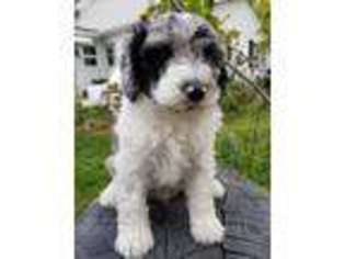 Mutt Puppy for sale in Elgin, MN, USA